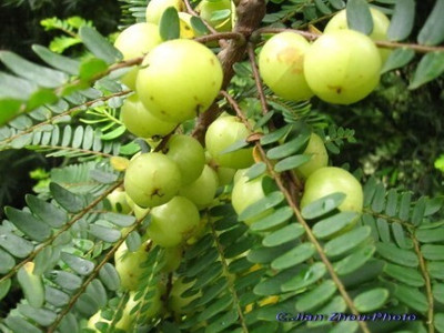 Narumanam Amla Plant(Hybrid, Pack of 1)