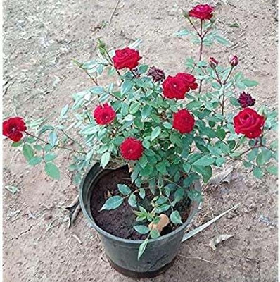 Risenshine Rose Plant(Hybrid, Pack of 1)