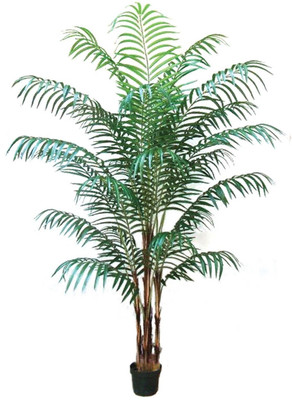 the green dotcom Areca Palm(Hybrid, Pack of 1)