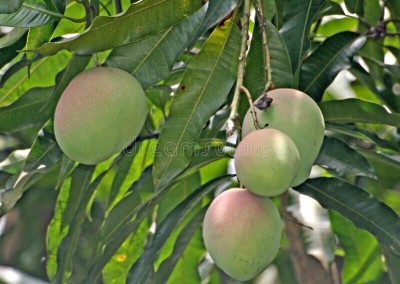 kpenter Mango Plant(Hybrid, Pack of 1)