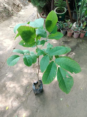 MAITRA AND SONS Walnut Plant(Hybrid, Pack of 1)