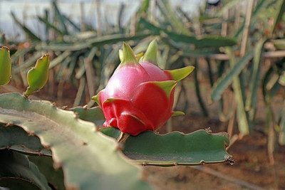 BEWPOLENA Dragon Tree(Hybrid, Pack of 1)