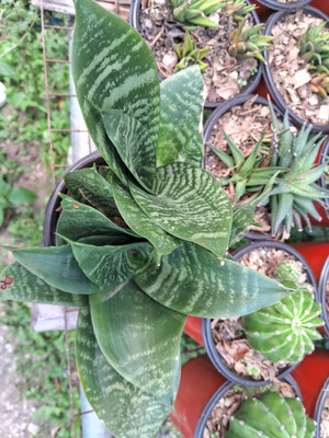 Sikkim Flora Snake Plant(Pack of 1)