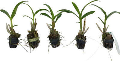 Mohomaya Orchid Plant(Hybrid, Pack of 5)