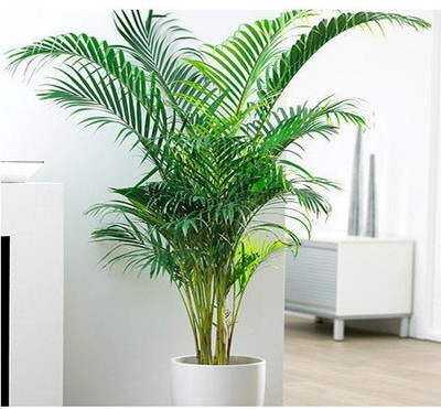 kpl Areca Palm(Hybrid, Pack of 1)