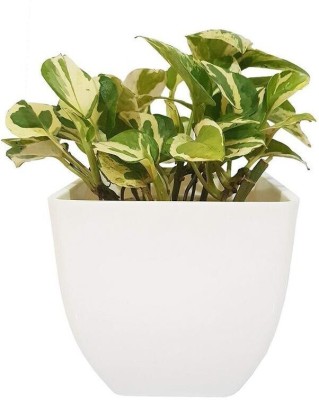 CosaCentrum Money Plant(Hybrid, Pack of 1)