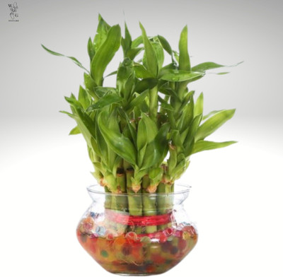 Flora Solutions Three Layer Bamboo Plant(Hybrid, Pack of 1)