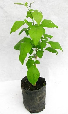 MagicQueen Bel Plant(Hybrid, Pack of 1)