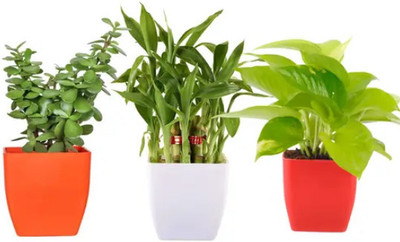 Gabbro Two Layer Bamboo Plant, Money Plant, Jade Plant  sapling(Hybrid, Pack of 3)