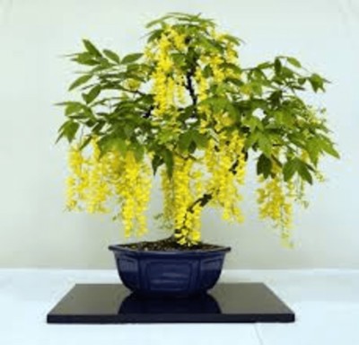 Oxygreenplant Amaltas Plant(Hybrid, Pack of 1)