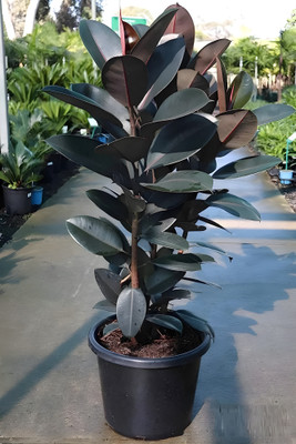 ABEFARIYA Rubber Tree(Hybrid, Pack of 1)