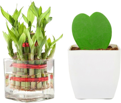AVR Happiness inhouse Two Layer Bamboo Plant(Pack of 2)