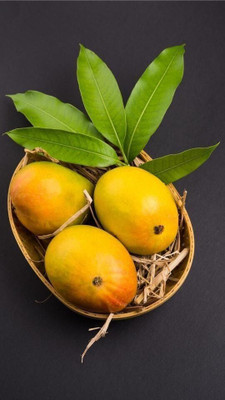 AFARTIOBINA Mango Plant(Hybrid, Pack of 1)