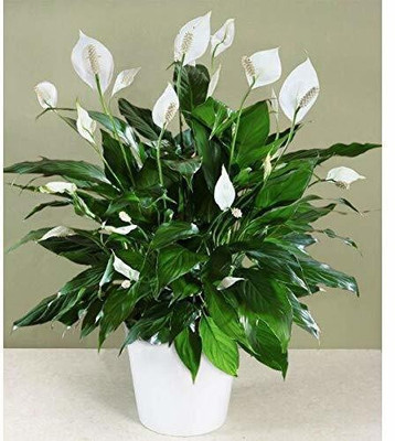MAITRA AND SONS Peace Lily Plant(Hybrid, Pack of 1)