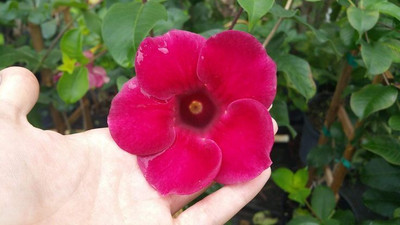 PetalPath Yellow Allamanda Plant(Pack of 1)