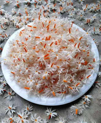 ABEFARIYA Parijat/Harsingar Plant(Hybrid, Pack of 1)