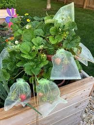 BREEZY BLOOMS Strawberry Plant(Hybrid, Pack of 1)