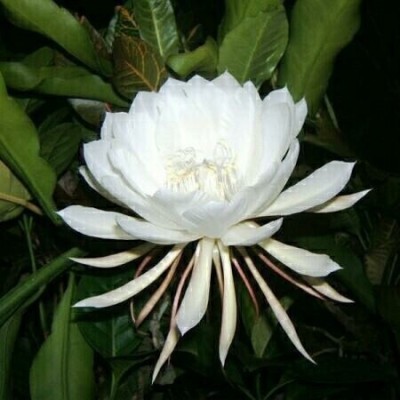 Oxygreenplant Brahma Kamal Plant(Hybrid, Pack of 1)