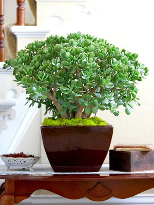 AloGardening Jade Plant(Hybrid, Pack of 1)
