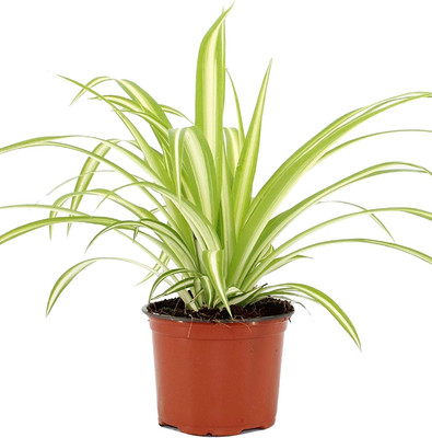 FIRESPLASH Spider Plant(Hybrid, Pack of 1)