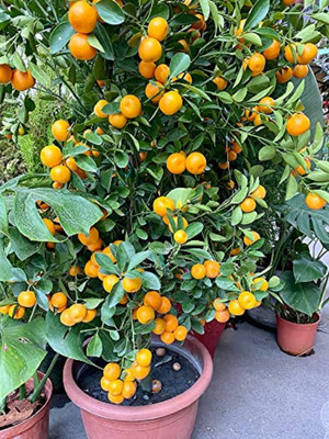 Sarika Lemon Plant(Hybrid, Pack of 1)