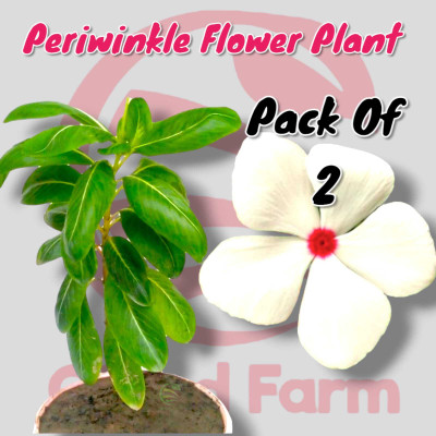 Cloud Farm Sadabahar Plant(Hybrid, Pack of 2)