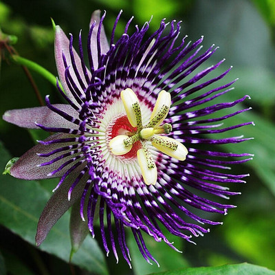 FURYHUB Passion Plant(Hybrid, Pack of 1)