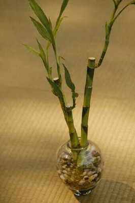 ARYAN EVERGREEN Two Layer Bamboo Plant(Hybrid, Pack of 1)