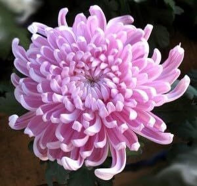 Bakuchi Chrysanthemums/ Guldavari Plant(Hybrid, Pack of 1)