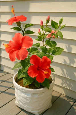 Cloud Farm Hibiscus Gudhal Flower Plant(Hybrid, Pack of 1)