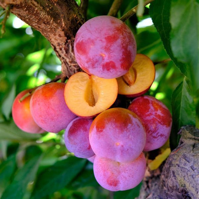 The Green Tree MART Aloo Bukhara/Plum Plant(Hybrid, Pack of 1)