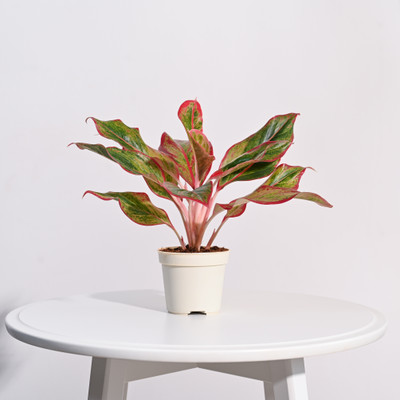 UGAOO Aglaonema Plant(Pack of 1)