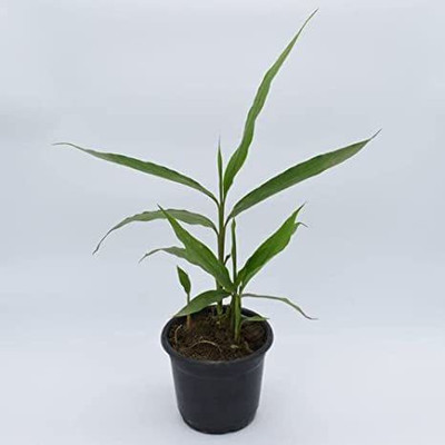 KUMUBON TRADES Elaichi/Cardamom Plant(Hybrid, Pack of 1)