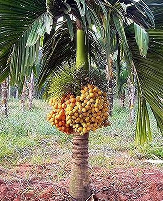 MAITRA AND SONS Betel Nut/Supari Plant(Hybrid, Pack of 1)