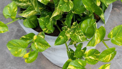 MISHKA ENTERPRISE Baugainvillea Plant(Hybrid, Pack of 1)