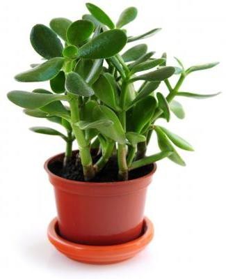 The Green Tree MART Jade Plant(Hybrid, Pack of 1)