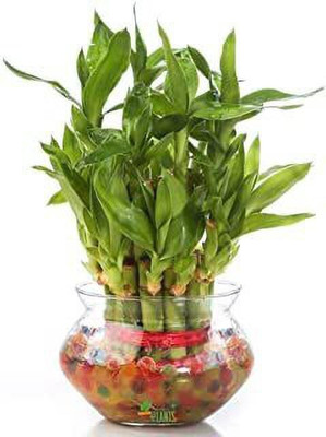 GHF Two Layer Bamboo Plant(Hybrid, Pack of 1)
