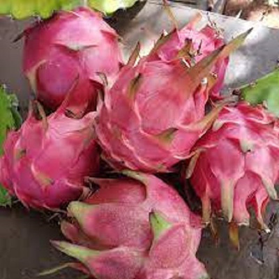 PickPlant Dragon Tree(Hybrid, Pack of 1)