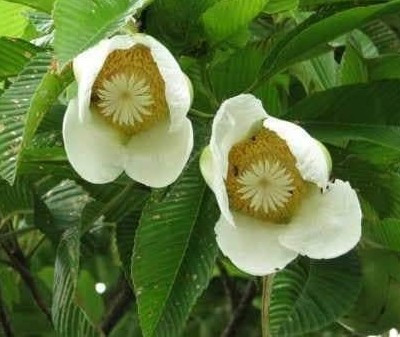 BONOBIBTHI Elephant Apple Plant(Hybrid, Pack of 1)
