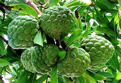 PUSHPARGHYA Custard Apple Plant(Hybrid, Pack of 1)