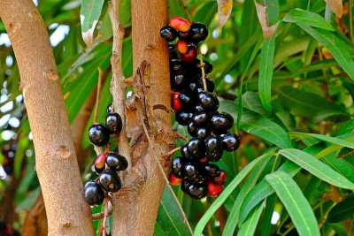 My Dream Nursery Java Plum Plant(Hybrid, Pack of 1)