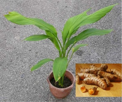 My Dream Nursery Turmeric Plant(Hybrid, Pack of 1)