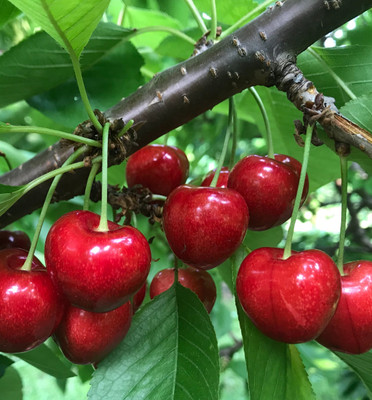 FloraFusion Cherry Fruit Plant(Hybrid, Pack of 1)