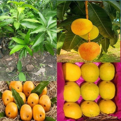 ibains Fruits seeds mango Seed(1 per packet)