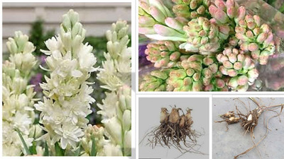 Cloud Farm Tuberose/Rajnigandha Plant(Hybrid, Pack of 1)
