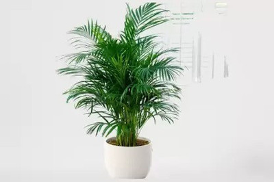 Augadh Areca Palm(Hybrid, Pack of 1)