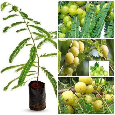 Cloud Farm Amla Plant(Hybrid, Pack of 1)