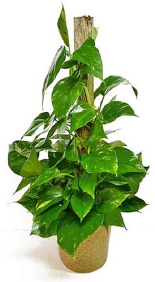 NRDhub Money Plant(Hybrid, Pack of 1)