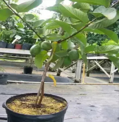 Somnia Guava Plant(Hybrid, Pack of 1)