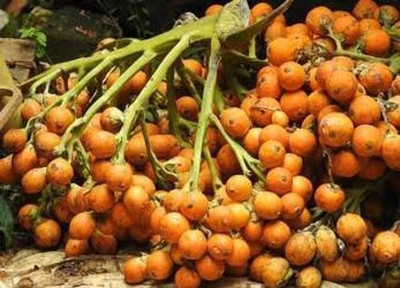 GreenVolcano Betel Nut/Supari Plant(Hybrid, Pack of 1)